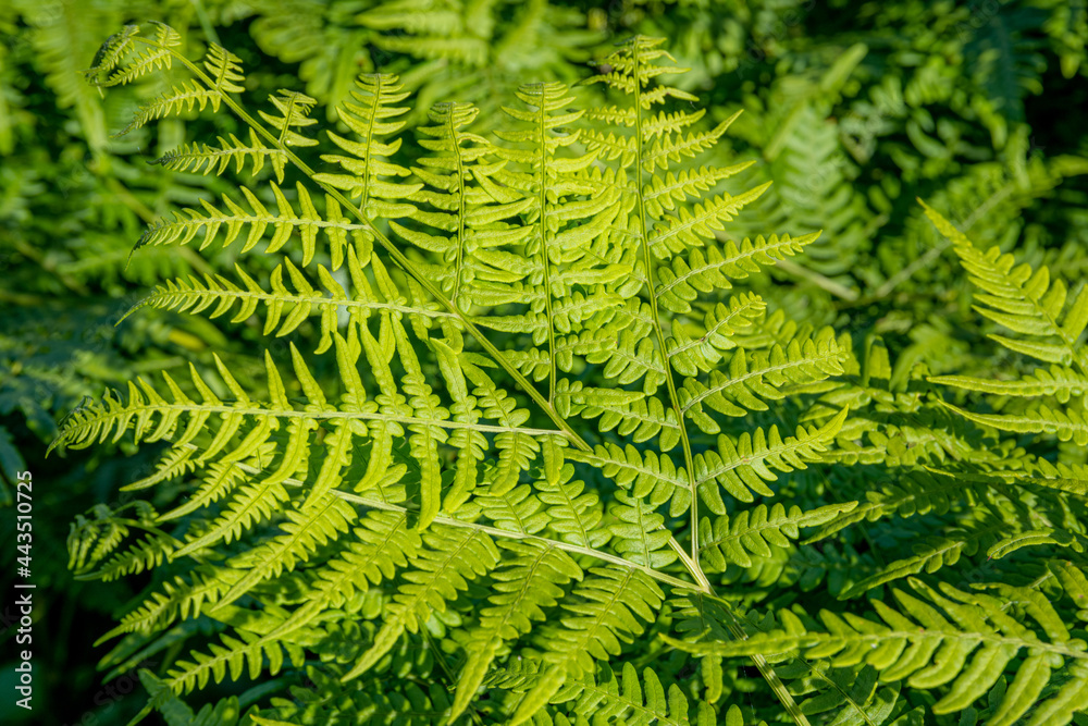 Luscious green ferns fern leaves