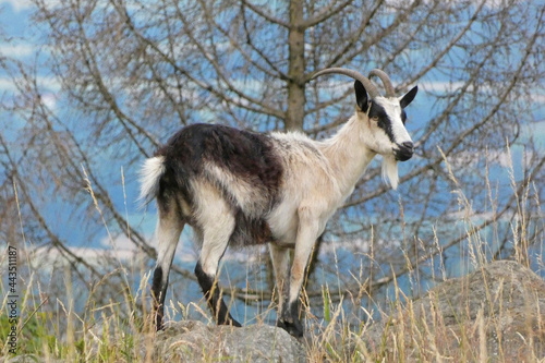 Thuringian forest goat on a sandstone rock  photo