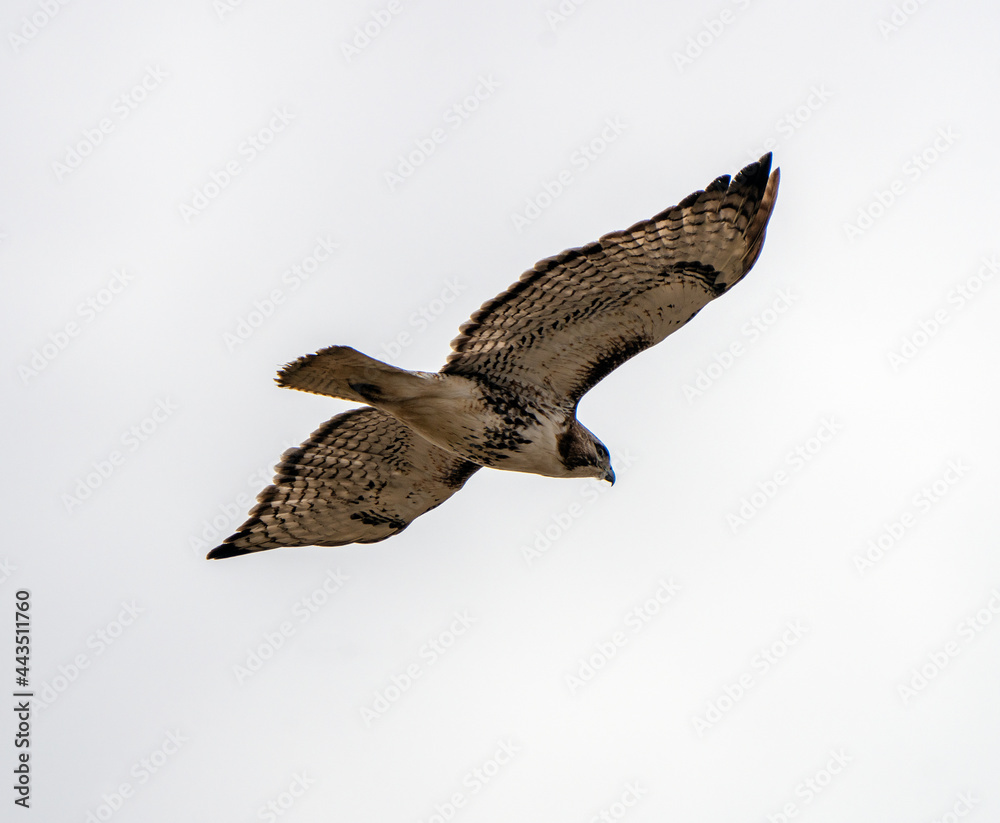 Obraz premium Hawk in Saskatchewan