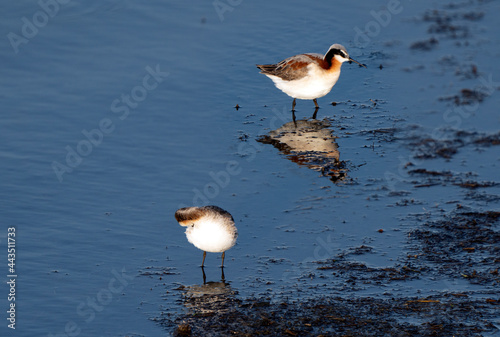 Wilson's Phalarope Saskatchewan photo