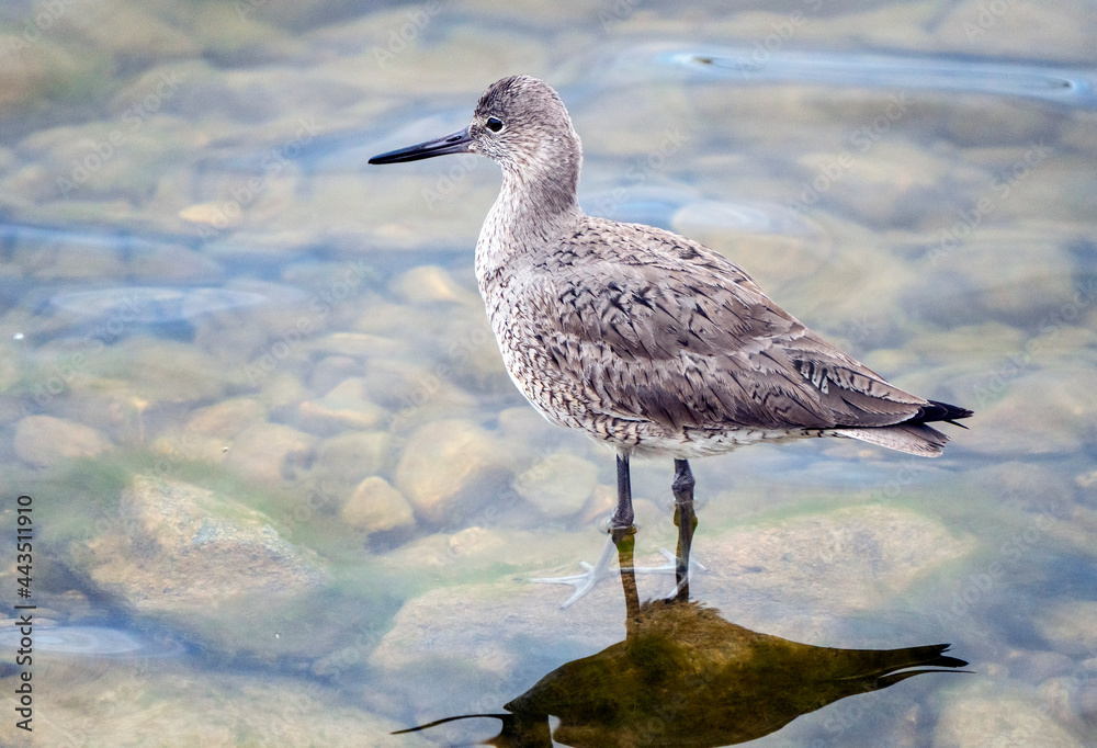Godwit Saskatchewan Canada Godwit Saskatchewan Canada