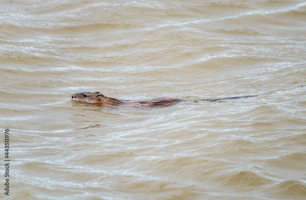 Fototapeta premium Muskrat in Pond