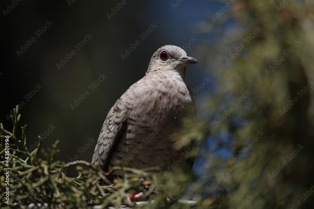 Fototapeta premium Bird with red eyes.
