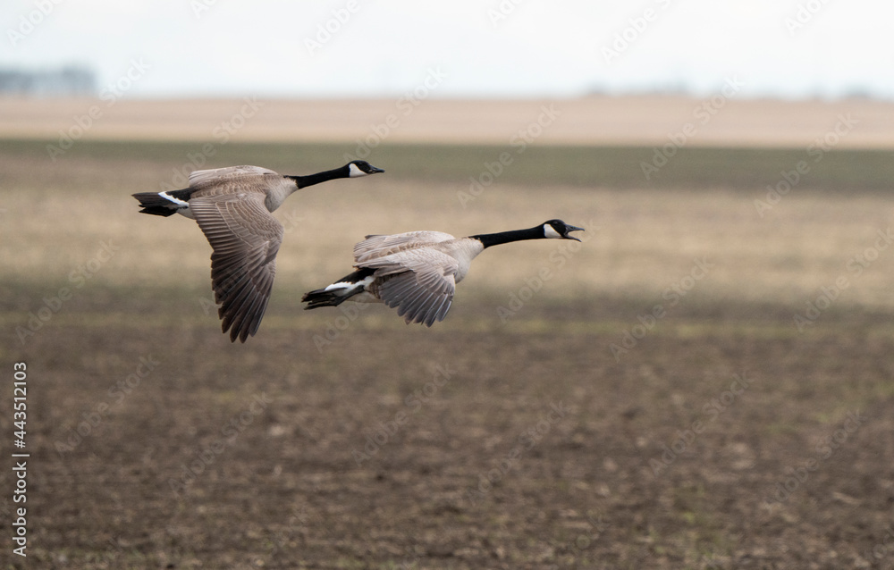 Fototapeta premium Canada Goose in Flight