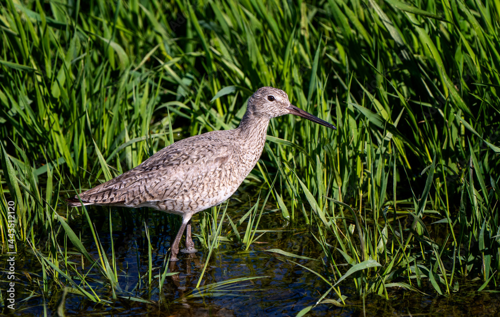 Godwit Saskatchewan Canada Godwit Saskatchewan Canada