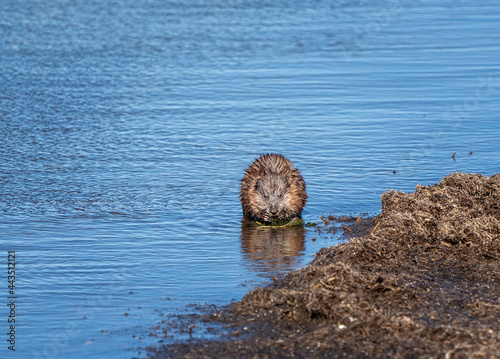 Muskrat in Pond