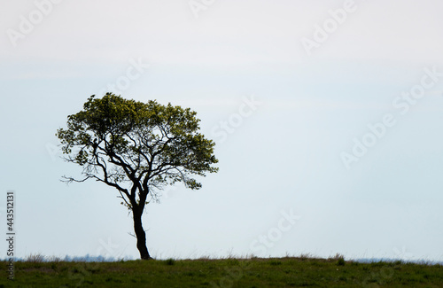 Foto Prairie Lone Tree