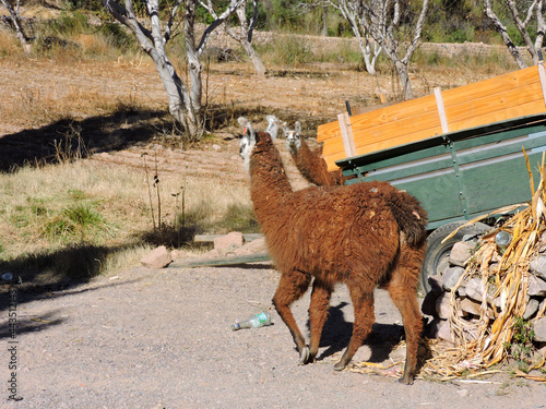 Alpaca Argentina 
vicuña del Norte photo