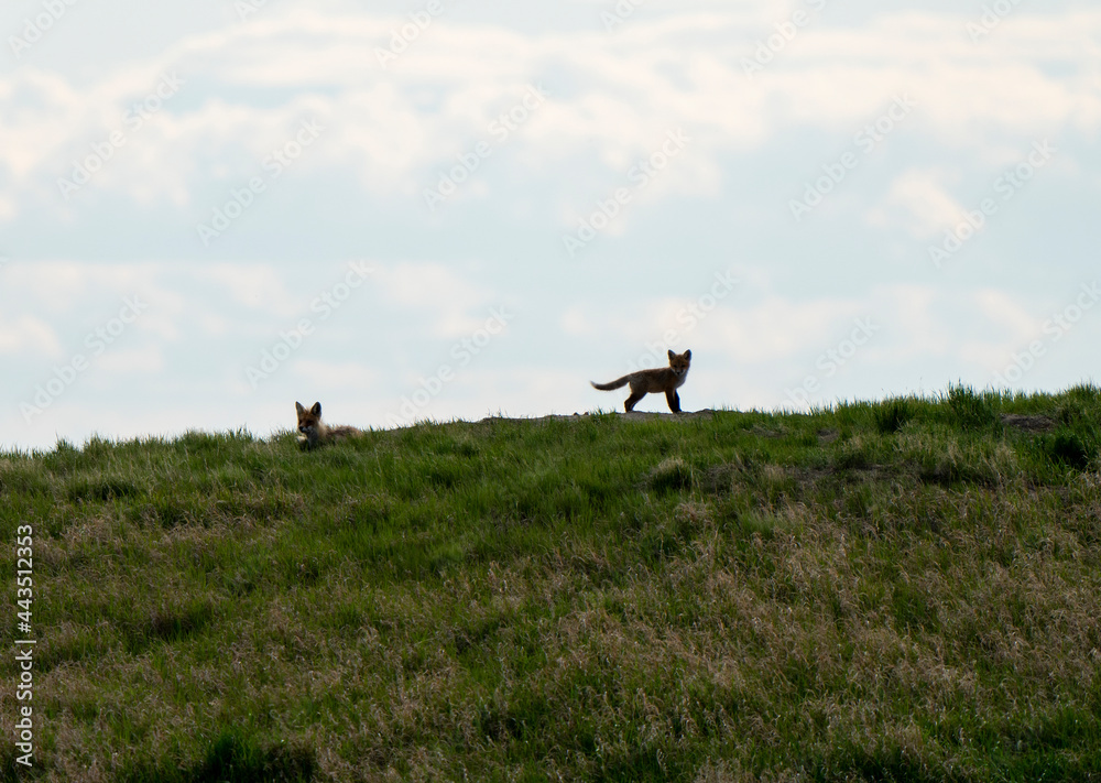 Fox Kits at Den Fox Kits at Den