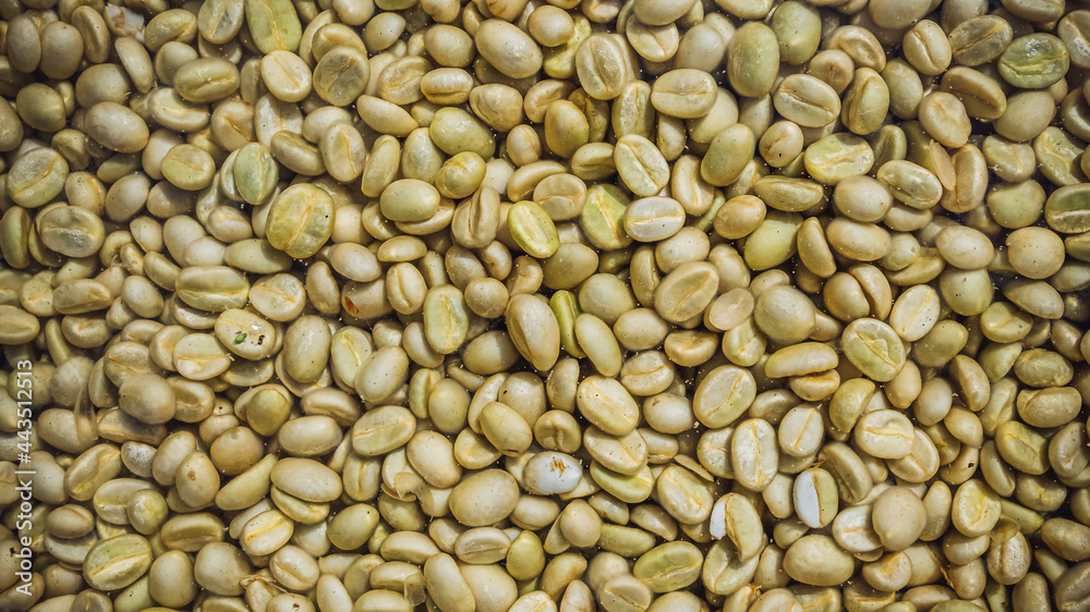 Fruit, coffee and fresh coffee beans, coffee, berries in fermentation and washing, wet processing method. Fruit, coffee and fresh coffee beans, coffee, berries in fermentation and washing, wet processing method.
