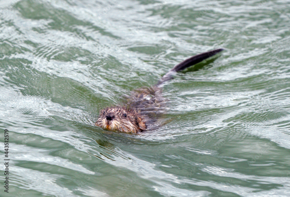 Fototapeta premium Muskrat in Pond