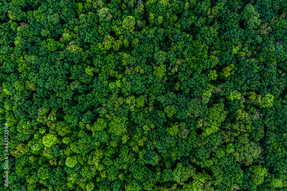 dense green forest. Drone top view. aerial view - obrazy, fototapety, plakaty 