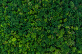 dense green forest. Drone top view. aerial view