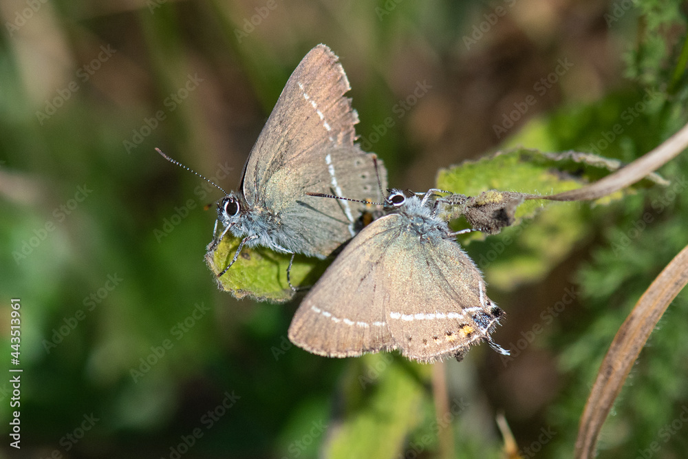 Fototapeta premium Lycaenidae / Güzel Sevbeni / / Satyrium spini