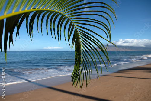 Seaside view of beach, summer vacation background. Green leaves of palm tree. © Volodymyr
