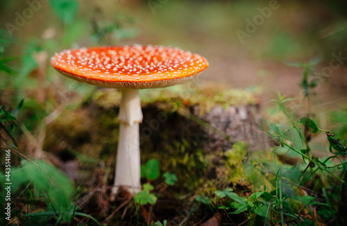 Mushroom red fly agaric poisonous and not edible close-up. Forest nature background. Copy space.