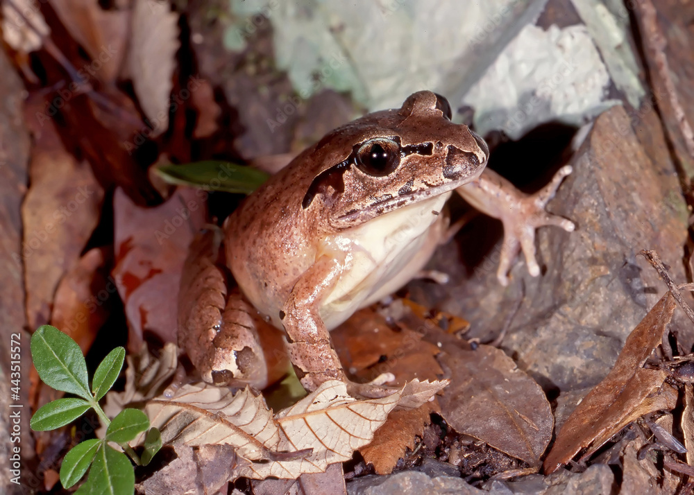Fototapeta premium Endangered Australian Northern Stuttering Frog