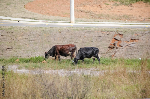 Boiadeiro tocando vacas no pasto. photo