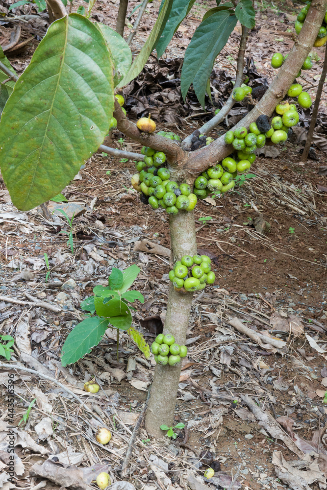 Young Red-leaf Fig (Ficus congesta) tree with ripening fruits. Young Red-leaf Fig (Ficus congesta) tree with ripening fruits.