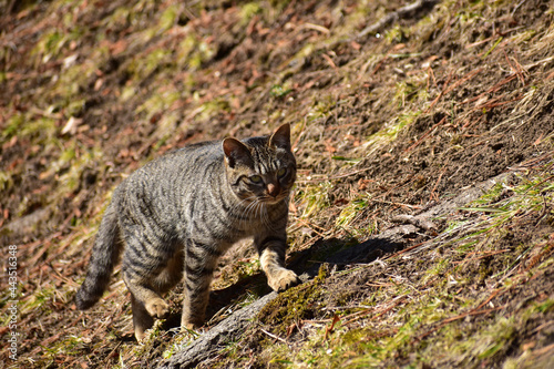 早春の野良猫