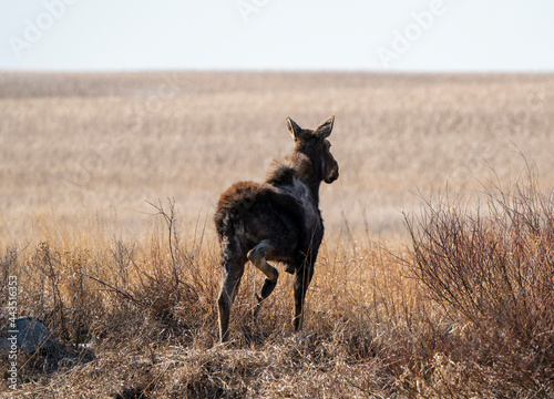 Wild Moose Saskatchewan