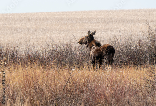 Wild Moose Saskatchewan