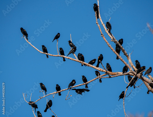 Blackbirds in Tree