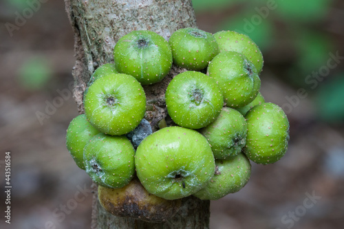 Ripening fruits of Red-leaf Fig (Ficus congesta) photo