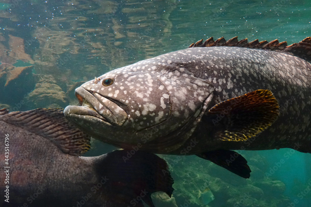 Giant grouper (Epinephelus lanceolatus), also known as the Queensland ...