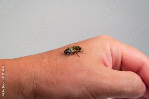 The bee sits on the left hand, does not sting.
