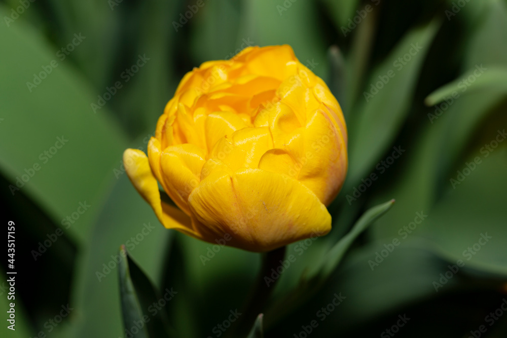 Tulip Yellow Pomponette. Plants bloom in the front garden. Tulip Yellow Pomponette. Plants bloom in the front garden.