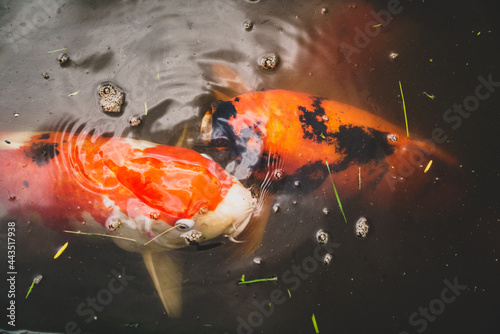 Koi Fish 017