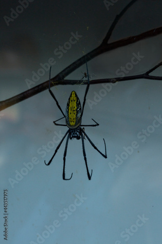 Golden silk orb-weavers, golden orb-weavers, giant wood spiders, banana spiders (Nephila). photo