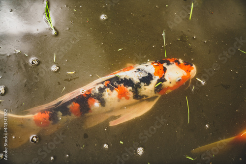Koi Fish 014