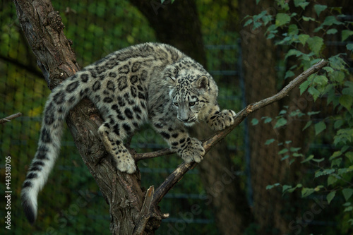 Snow leopard (Panthera uncia) in zoo.