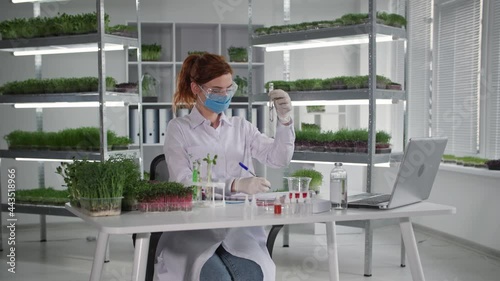 biological research in laboratory, female geneticist drips reagents into test tubes with germinated sprouts to study chemical reactions of plants while sitting on background of shelves in greenhouse photo