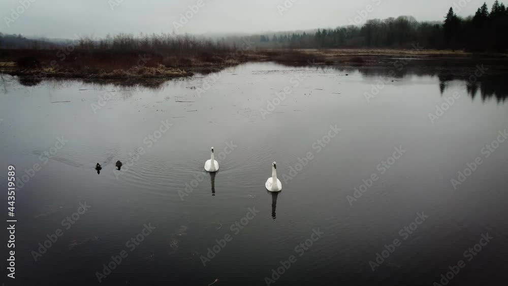Two swans on the lake Two swans on the lake