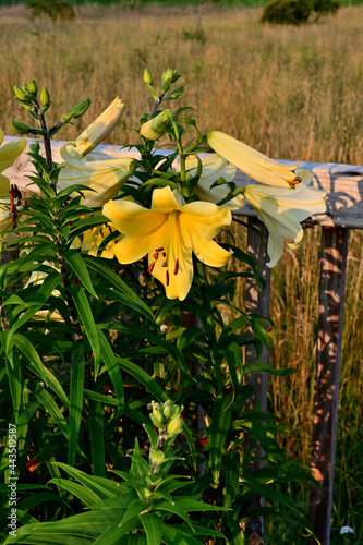 Yellow Planet Trumpet Lily