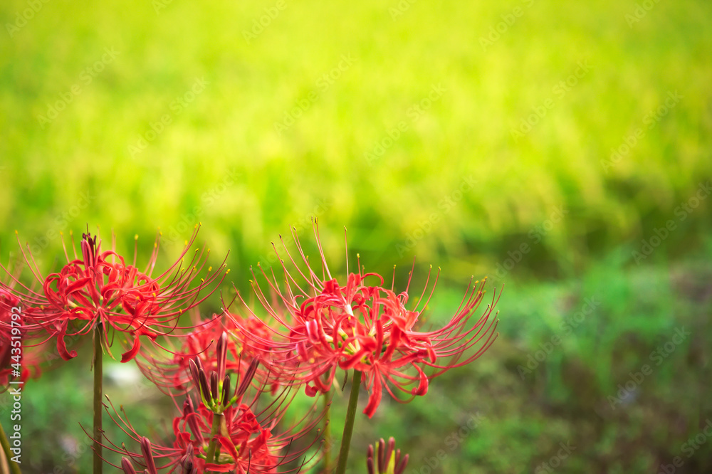 収穫前の稲穂と赤い彼岸花	