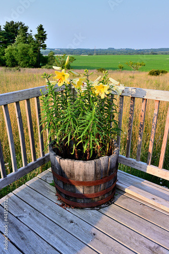 Yellow Planet Trumpet Lily