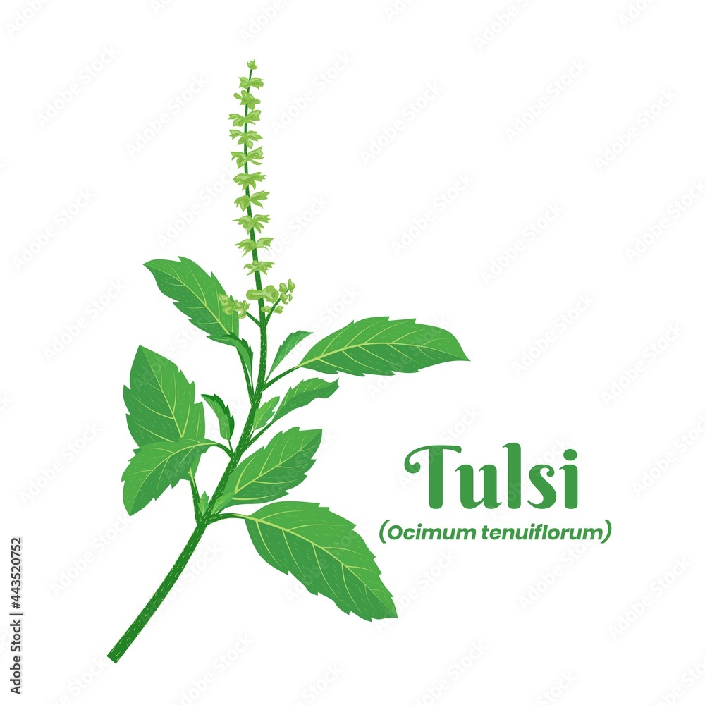 Vector illustration, leaf of Tulsi or holy basil (Ocimum tenuiflorum
