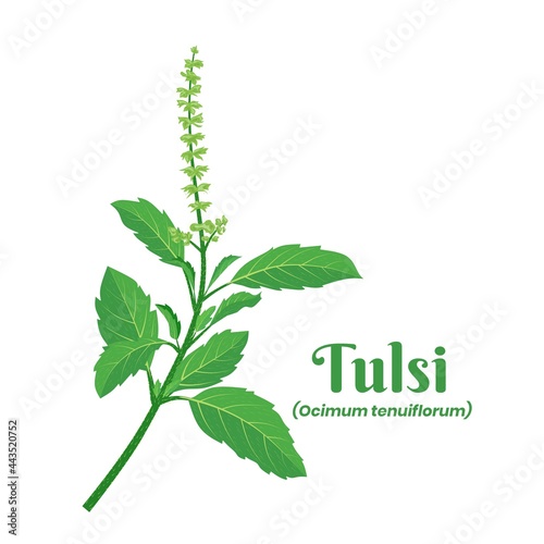 Vector illustration, leaf of Tulsi or holy basil (Ocimum tenuiflorum), a plant for ayurvedic medicine. photo