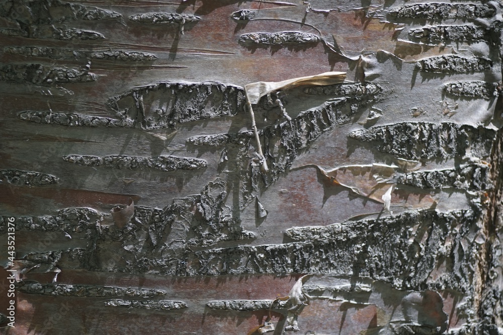 Tree Bark Inclusion Photo of a texture on a tree trunk. Manchurian cherry or Maaka cherry ...