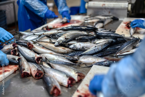 A large pile of mackerel carcasses. Sea fish. A worker cuts off the head of a fish