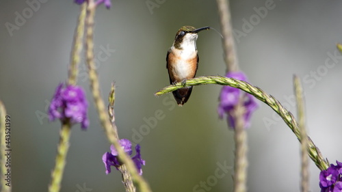 Female white-bellied woodstar (Chaetocercus mulsant) perched in a puple porterweed plant in a garden in Cotacachi, Ecuador photo