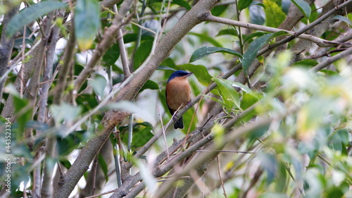 Rusty flowerpiercer (Diglossa sittoides) perched in a bush in a garden in Cotacachi, Ecuador photo