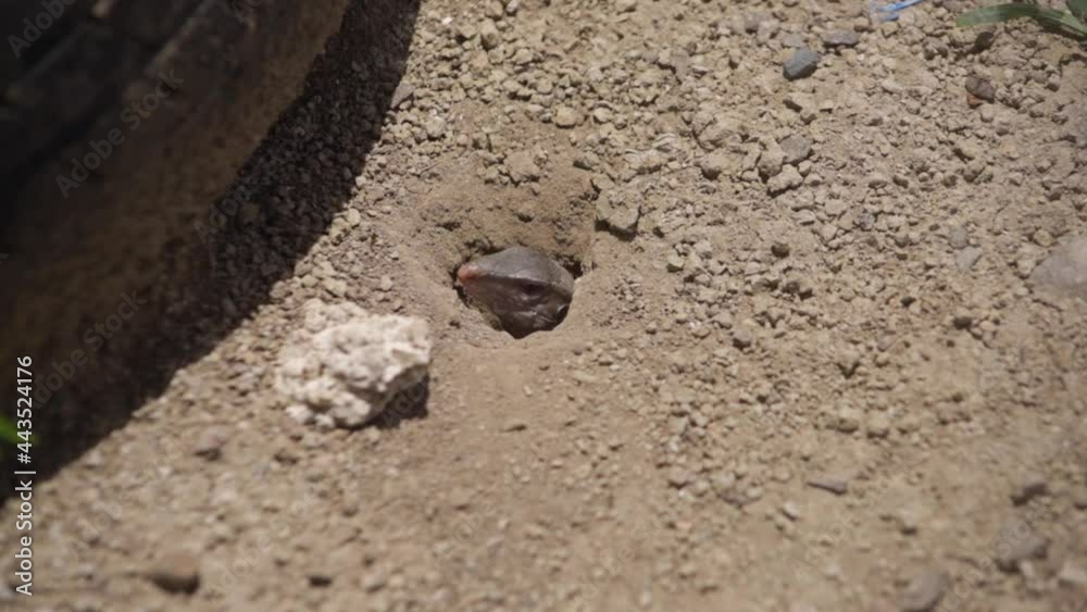 CARIBBEAN GROUND LIZARD ENTERING ITS BURROW CARIBBEAN GROUND LIZARD ENTERING ITS BURROW