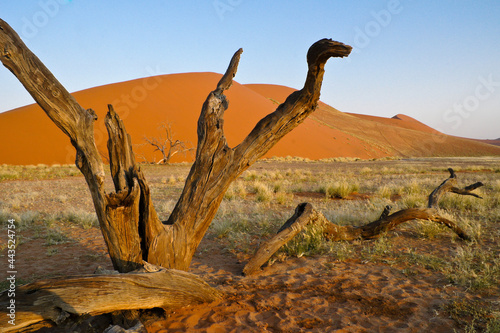 Dead trees at Dune 45  Namib-Naukluft Park  Namibia