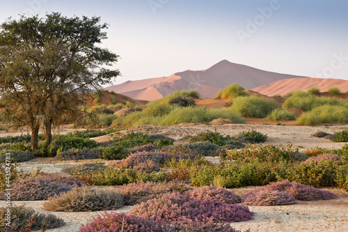 Sand dunes and wildflowers at Sossusvlei, Namib-Naukluft Park, Namibia