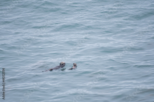 Two sea otters floating on the sea